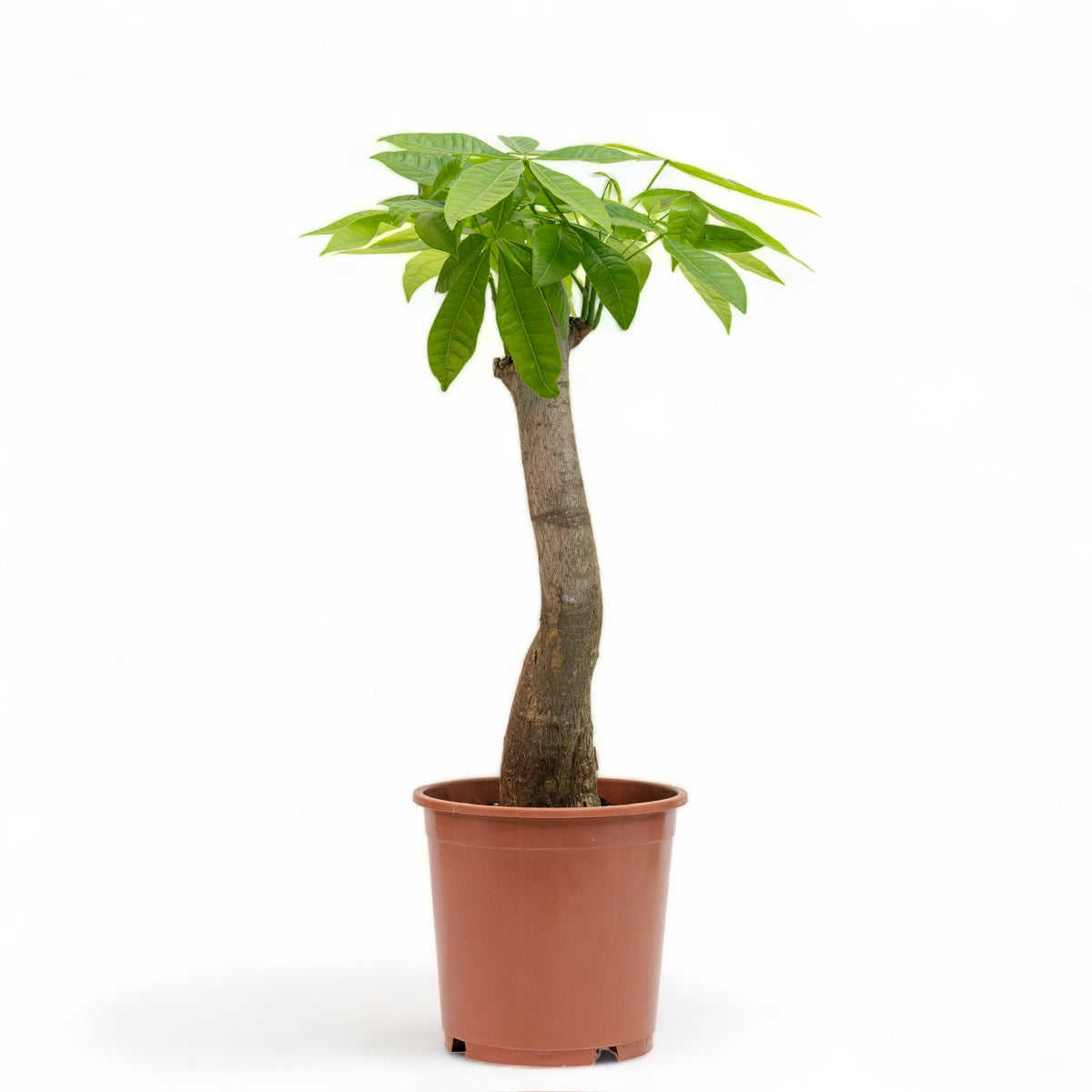 Bonsai Money Plant (M2) in Nursery Pot Shopleaf Plant Studio