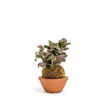 Load image into Gallery viewer, Fittonia Ruby Red Kokedama