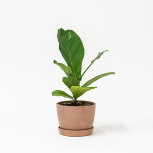 Fiddle Leaf Fig Tree (S) in Ecopots