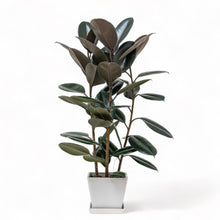 Load image into Gallery viewer, 3in1 Burgundy Rubber Tree (M) in Nursery Pot