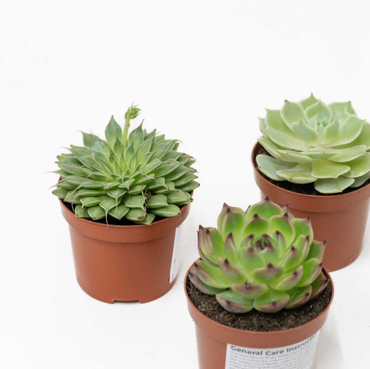 Succulent (S) – Shopleaf Plant Studio