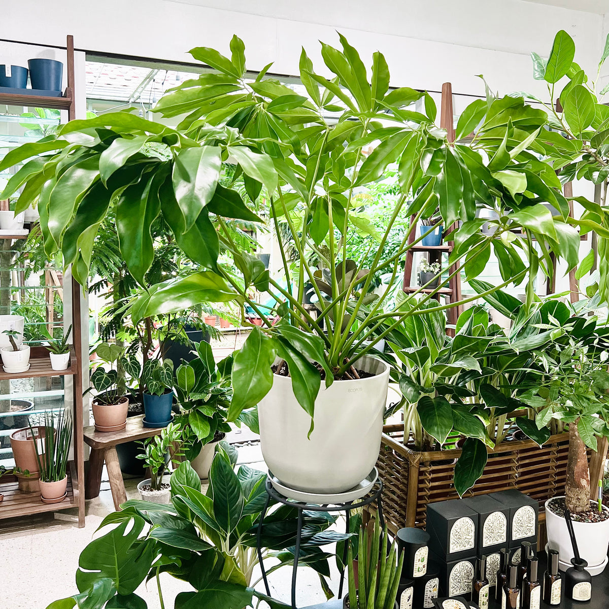 finger leaf philodendron Hawaiian Finger Leaf (XL) – Shopleaf Plant Studio