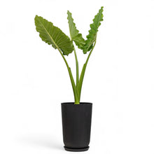 Load image into Gallery viewer, Elephant Ear (M) in Ecopots