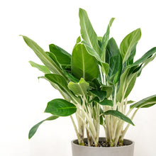 Load image into Gallery viewer, Aglaonema White Edge (M) in Ecopots
