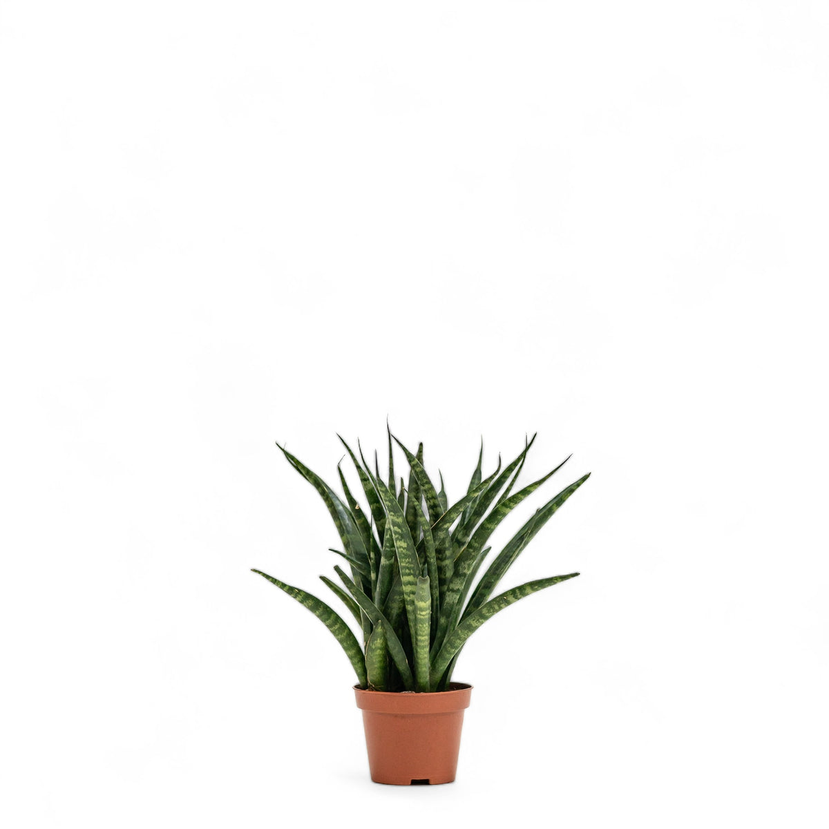 Fernwood Punk (XS) in Nursery Pot – Shopleaf Plant Studio