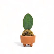 Load image into Gallery viewer, Whale Fin Kokedama