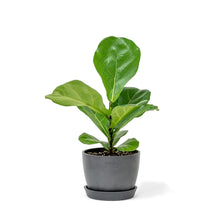 Load image into Gallery viewer, Fiddle Leaf Fig Tree (S) in Clear Pot