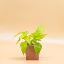 Load image into Gallery viewer, Neon Pothos in LECA