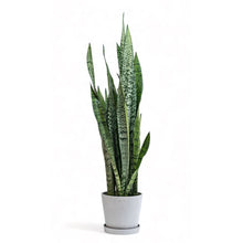 Load image into Gallery viewer, Green Snake Plant (L) in Ecopots