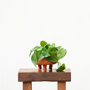 Shopleaf Footed Terracotta Pot (M)