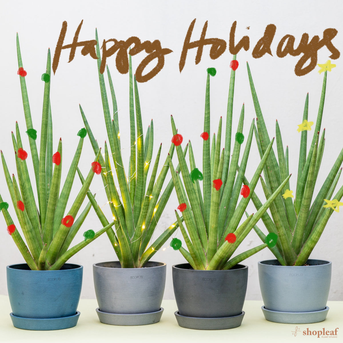 Spiky Bob in Nursery Pot – Shopleaf Plant Studio