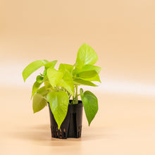 Load image into Gallery viewer, Neon Pothos in LECA