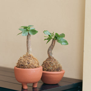 Shopleaf Footed Terracotta Pot (S)