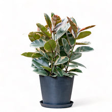 Load image into Gallery viewer, Rubber Tree ‘Ruby’ (M) in Ecopots