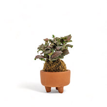 Load image into Gallery viewer, Fittonia Ruby Red Kokedama