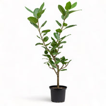 Load image into Gallery viewer, Ficus Audrey (M2) in Nursery Pot
