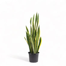 Load image into Gallery viewer, Yellow Snake Plant (L) in Nursery Pot