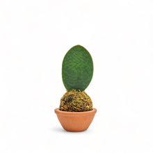Load image into Gallery viewer, Whale Fin Kokedama