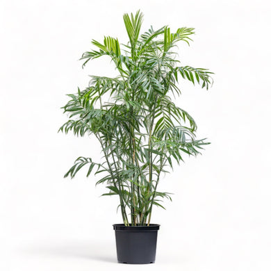 Bamboo Palm (L) (5-6 ft.) in Nursery Pot