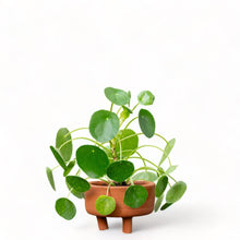 Load image into Gallery viewer, Pilea peperomioides (M) in Nursery Pot