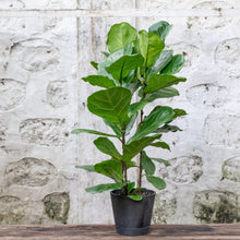 Load image into Gallery viewer, 3in1 Fiddle Leaf Fig Tree (M1) in Nursery Pot