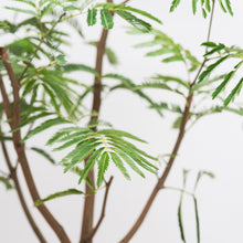 Load image into Gallery viewer, Everfresh Tree (M2) in Ecopots