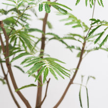 Load image into Gallery viewer, Everfresh Tree (M2) in Nursery Pot