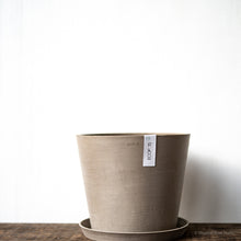 Load image into Gallery viewer, Aglaonema Moonlight Bay (M) in Ecopots