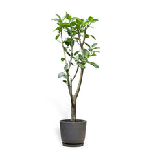 Load image into Gallery viewer, Ficus Audrey (XL1) in Ecopots