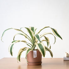 Load image into Gallery viewer, Dracaena White Victoria (S) in Nursery Pot