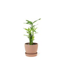 Load image into Gallery viewer, Lucky Bamboo (S) in Ecopots