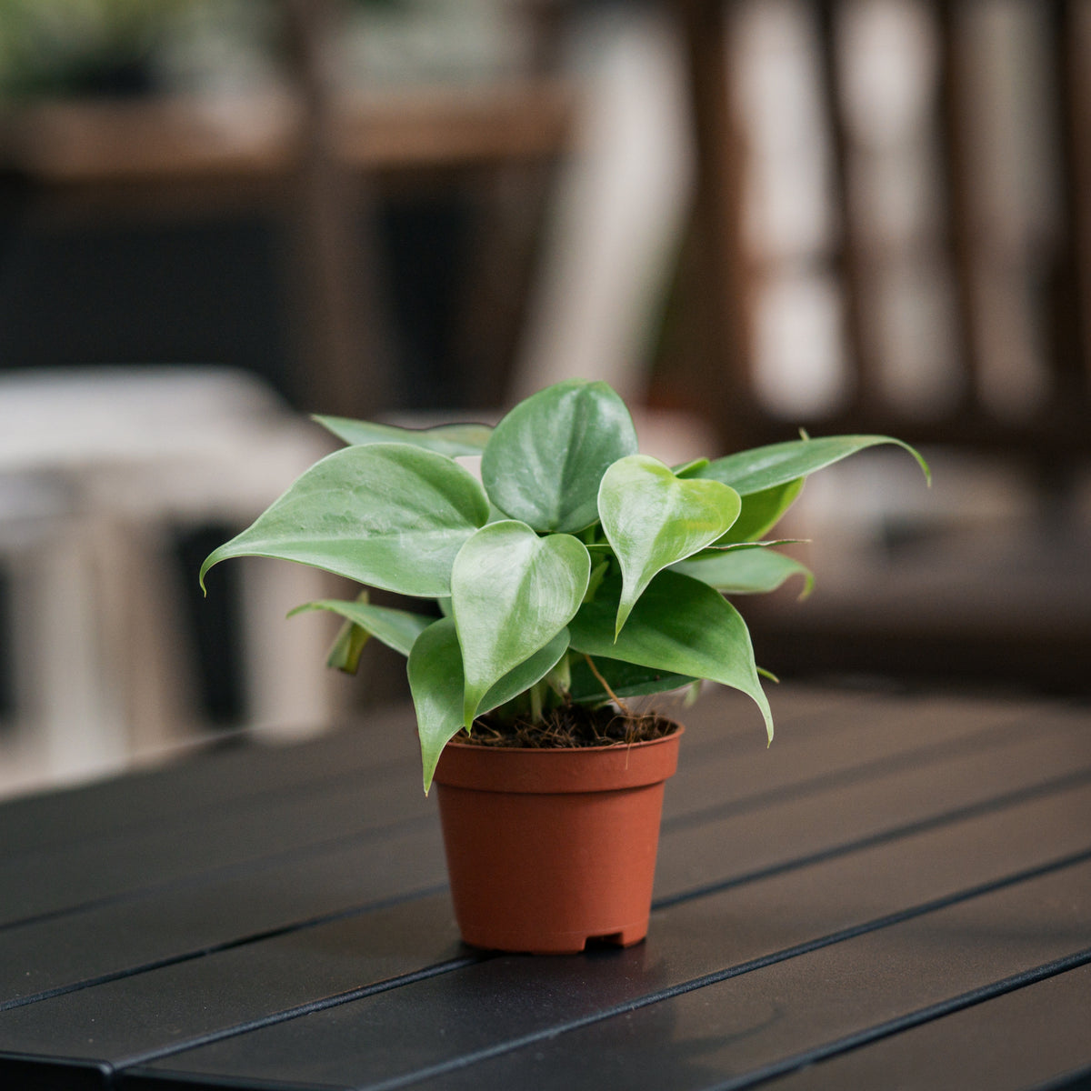 Heartleaf Philodendron (XS) in Nursery Pot  Shopleaf Plant Studio
