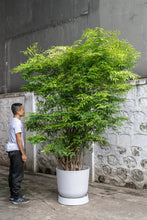 Load image into Gallery viewer, Suamei (XXL) in Ecopots (Special Shipping Arrangement)