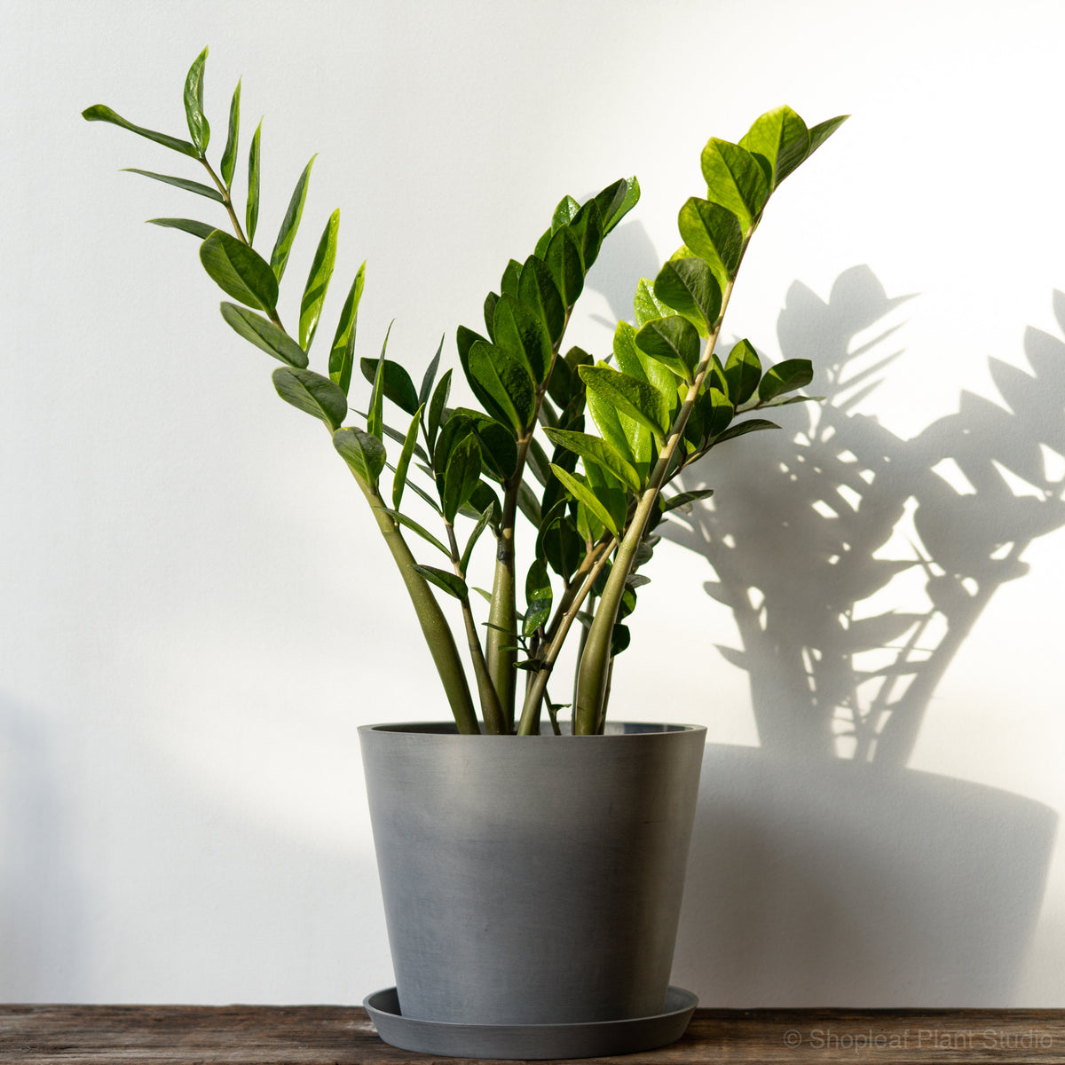 zz plant ph ZZ Plant (L) Nursery Pot – Shopleaf Plant Studio