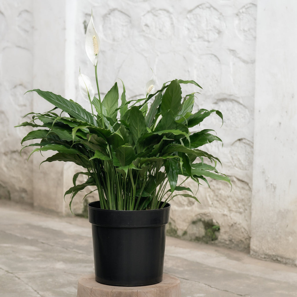 peace lily plant price philippines Peace Lily (M) in Nursery Pot – Shopleaf Plant Studio