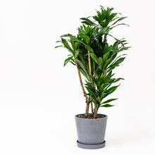 Load image into Gallery viewer, Dracaena Janet Craig (M2)