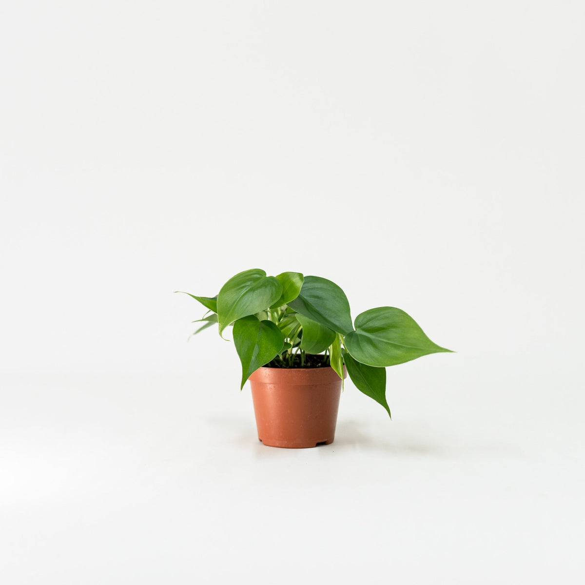 heartleaf philodendron in smal white pot Heartleaf Philodendron (S) in Nursery Pot – Shopleaf Plant Studio