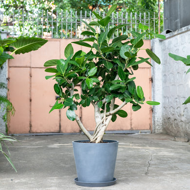 Ficus Audrey (XL2) in Ecopots