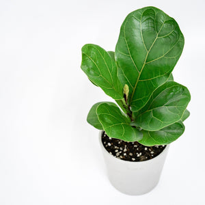 Fiddle Leaf Fig 'Bambino' (S) in Nursery Pot