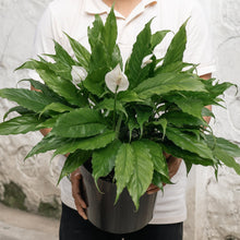Load image into Gallery viewer, Peace Lily (M) Clear Pot