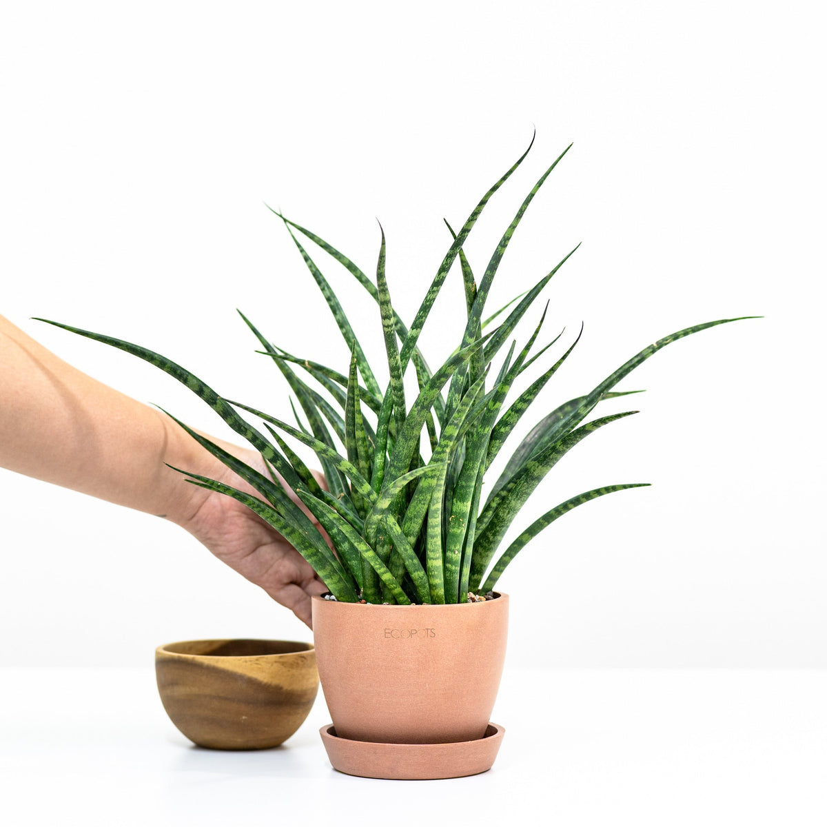 Fernwood Punk (M) in Nursery Pot – Shopleaf Plant Studio