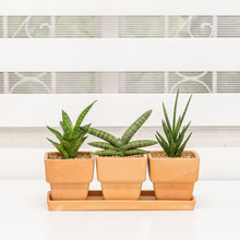 Load image into Gallery viewer, Sansevieria Trio