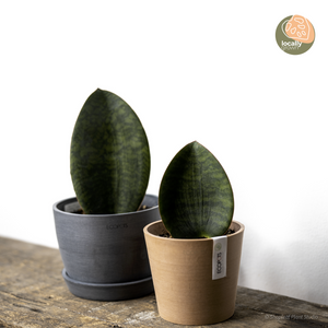 Whale Fin Sansevieria (S) in Ecopots