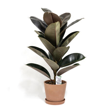 Load image into Gallery viewer, Burgundy Rubber Tree (S2) in Ecopots
