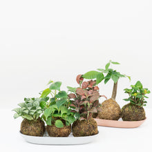 Load image into Gallery viewer, Fittonia Ruby Red Kokedama