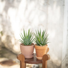 Load image into Gallery viewer, Zebra Plant in Shopleaf Rainbow Pon