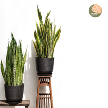 Load image into Gallery viewer, Green Snake Plant (XL) in Ecopots