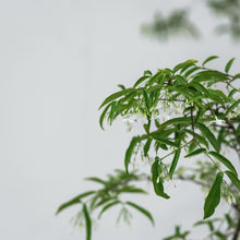 Load image into Gallery viewer, Suamei (M2) in Ecopots