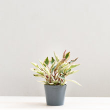 Load image into Gallery viewer, Peperomia Jelly (M) in Ecopots