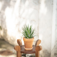 Load image into Gallery viewer, Zebra Plant in Shopleaf Rainbow Pon